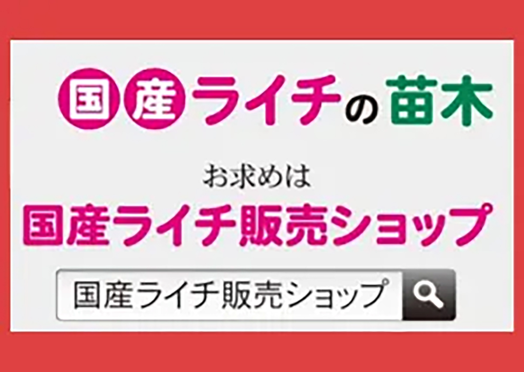国産ライチの苗木