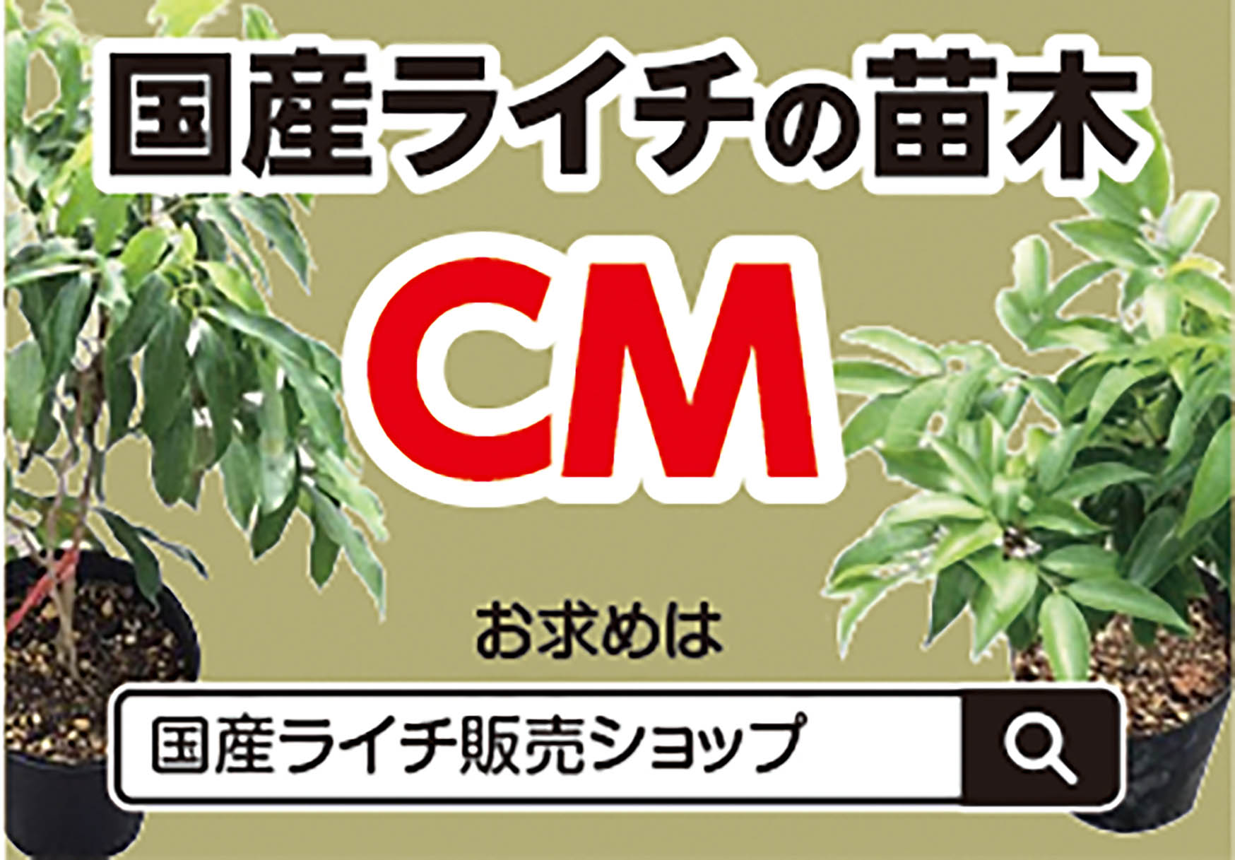国産ライチショップ苗木CM